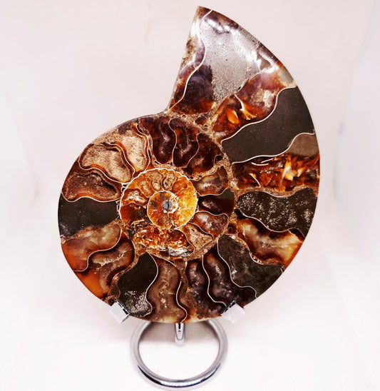 CLEONICERAS AMMONITE HALVE 221 g (B) - ANCIENT WISDOM