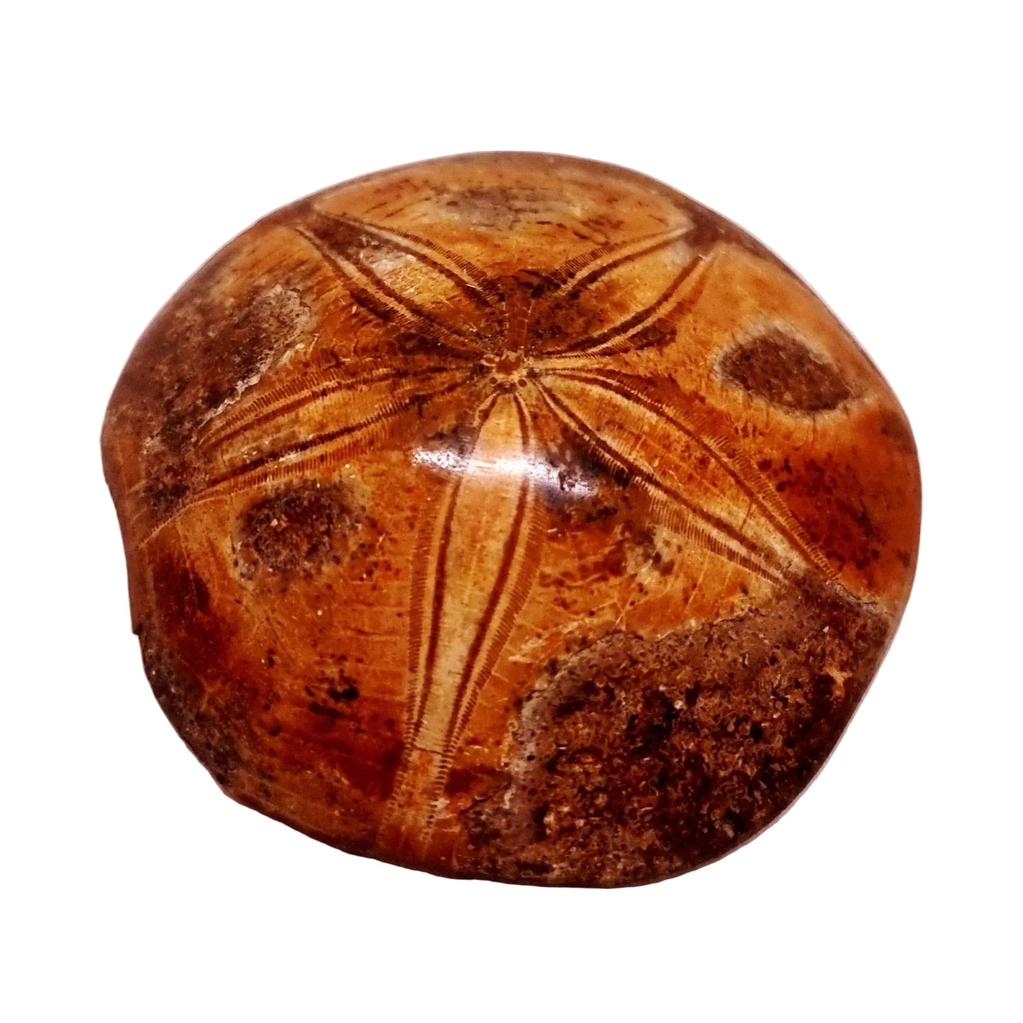 POLISHED ECHINOID FOSSIL SHELL (SAND DOLLAR) 103 g
