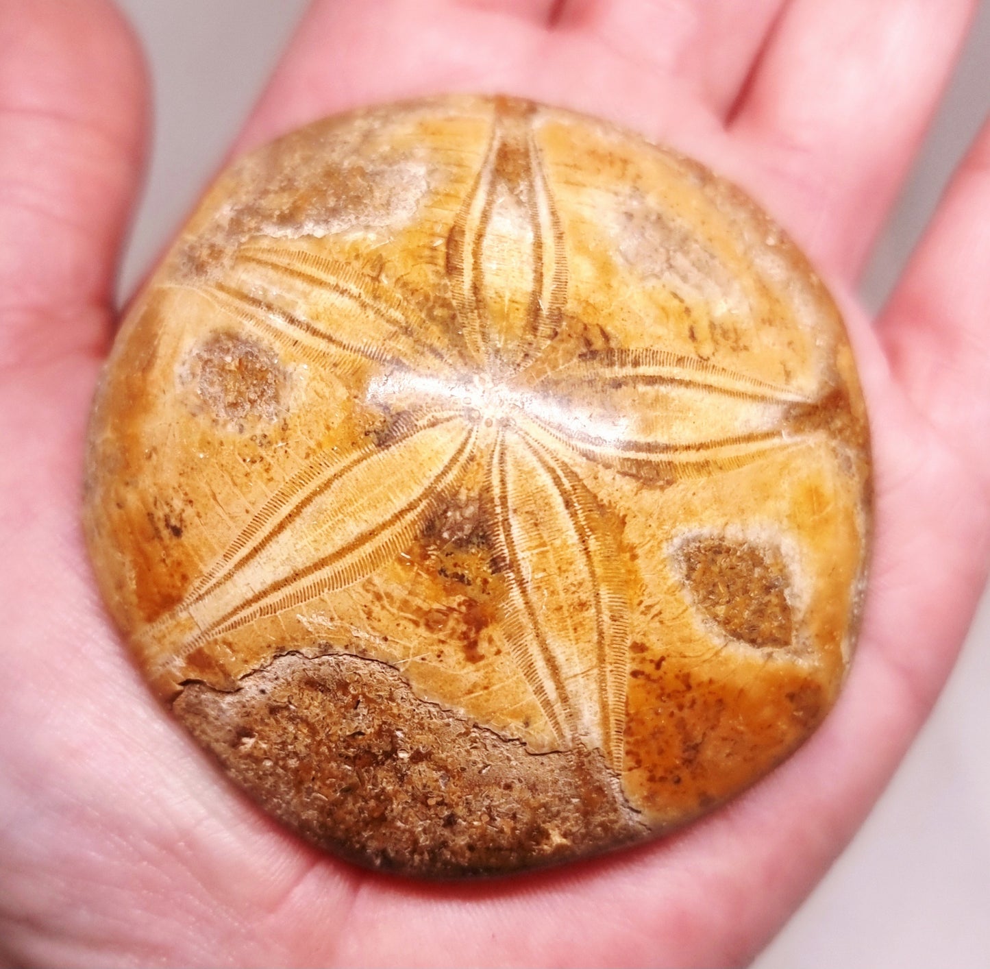 POLISHED ECHINOID FOSSIL SHELL (SAND DOLLAR) 103 g