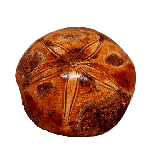 POLISHED ECHINOID FOSSIL SHELL (SAND DOLLAR) 103 g