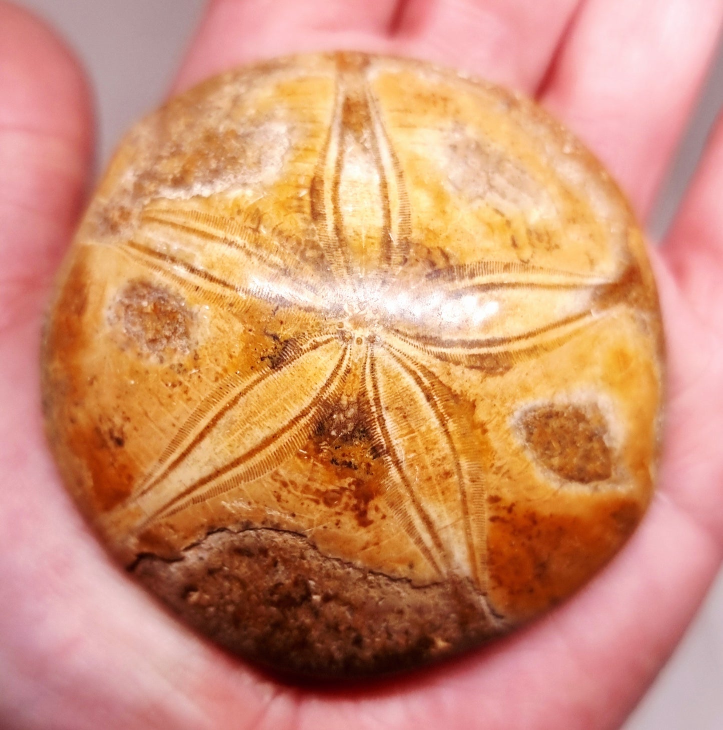 POLISHED ECHINOID FOSSIL SHELL (SAND DOLLAR) 103 g