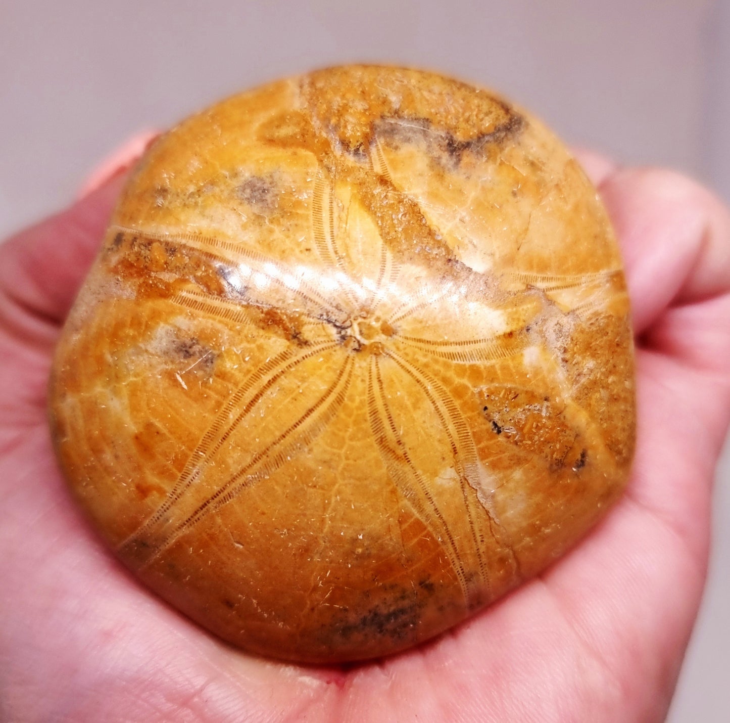 POLISHED ECHINOID FOSSIL SHELL (SAND DOLLAR) 90 g