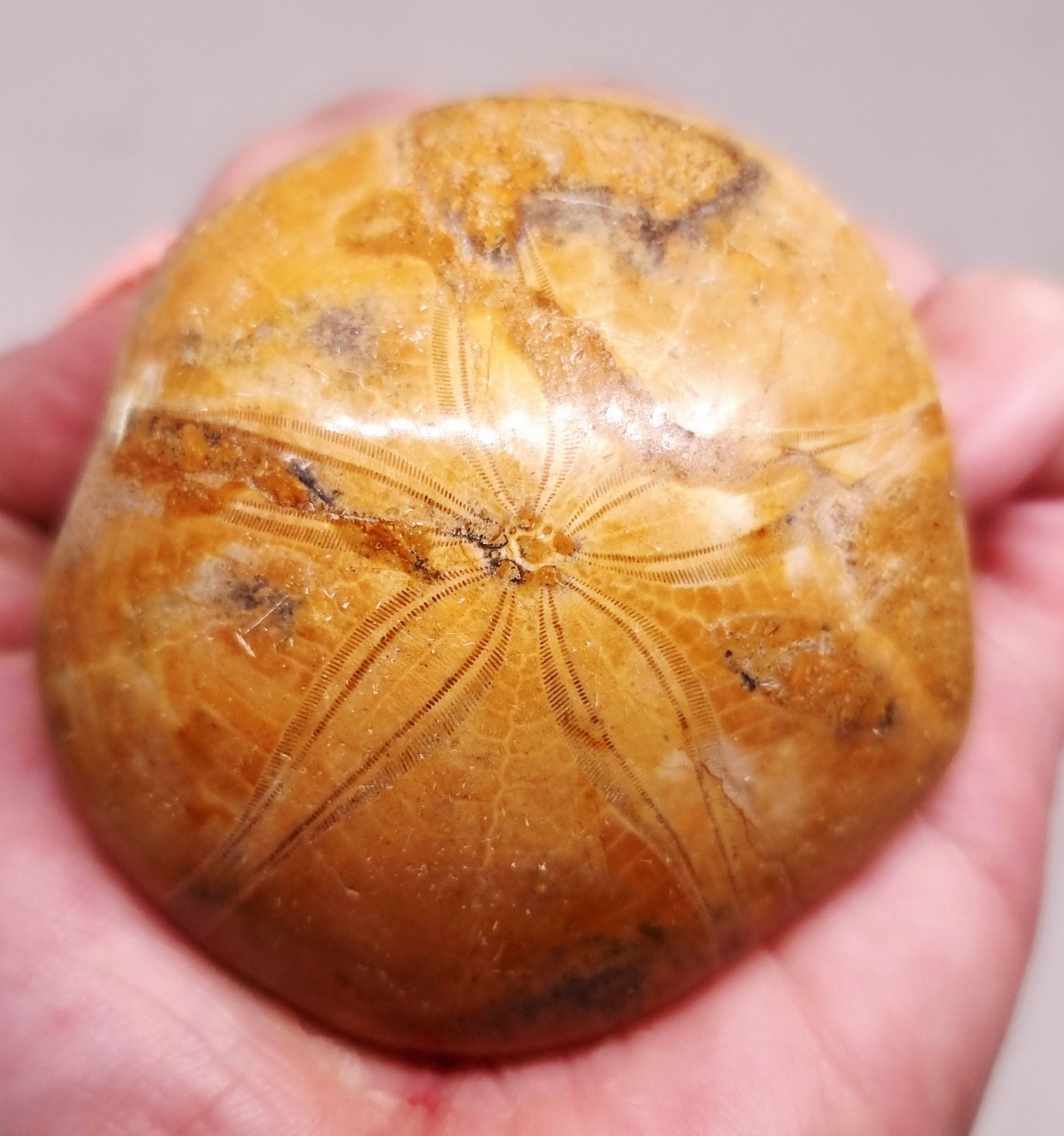 POLISHED ECHINOID FOSSIL SHELL (SAND DOLLAR) 90 g