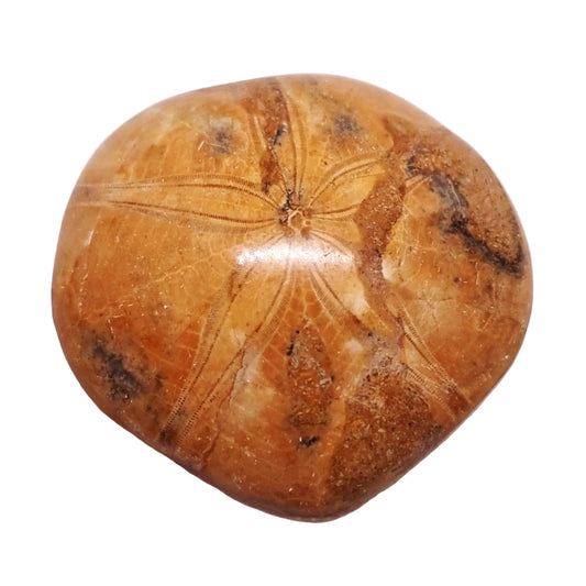 POLISHED ECHINOID FOSSIL SHELL (SAND DOLLAR) 90 g