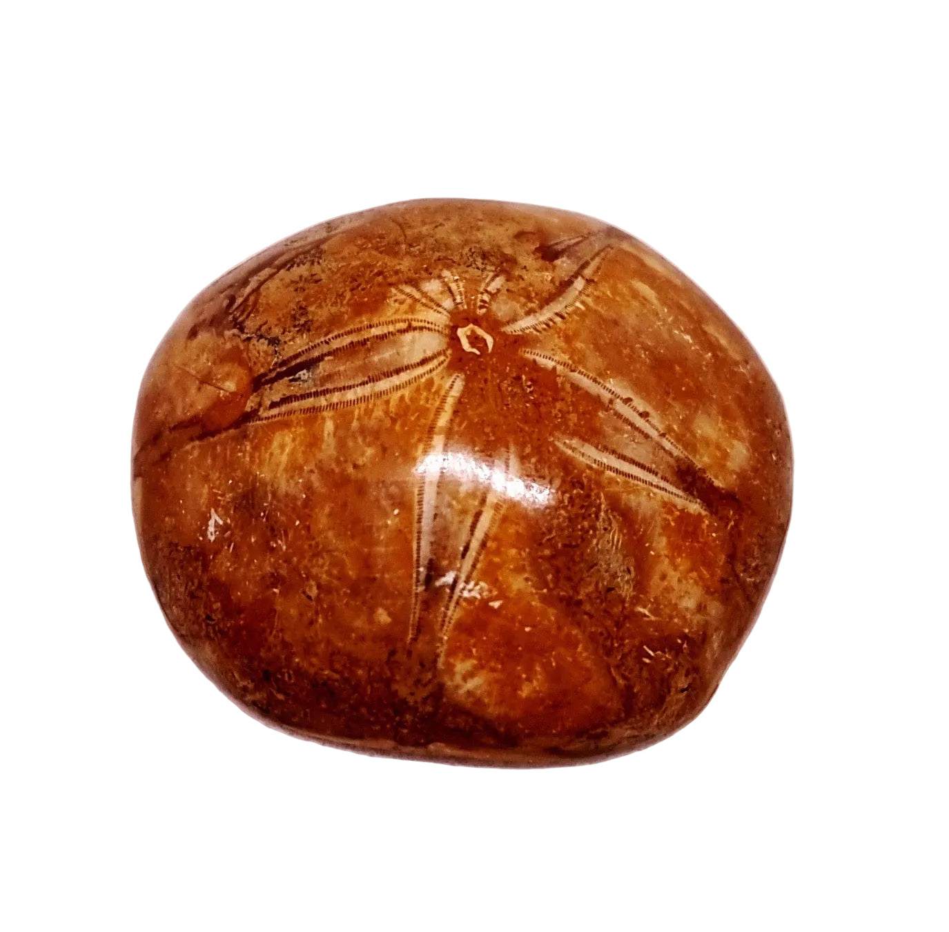 POLISHED ECHINOID FOSSIL SHELL (SAND DOLLAR) 93 g