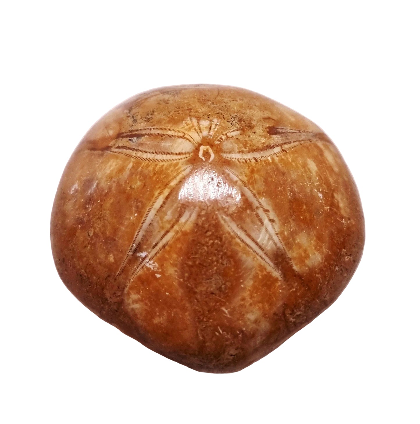POLISHED ECHINOID FOSSIL SHELL (SAND DOLLAR) 93 g