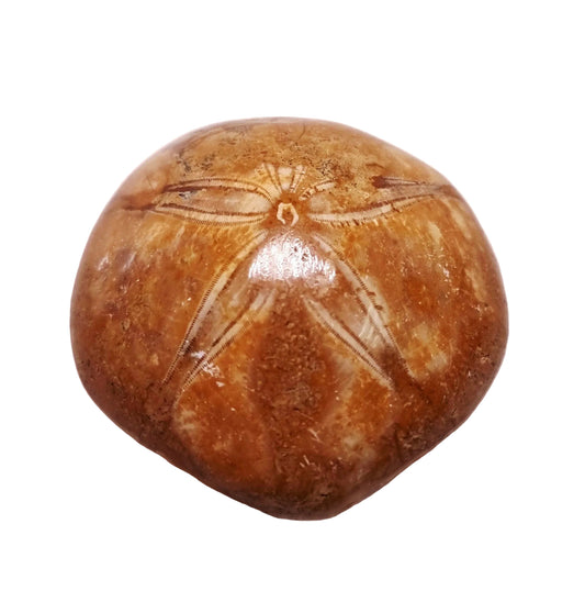 POLISHED ECHINOID FOSSIL SHELL (SAND DOLLAR) 93 g