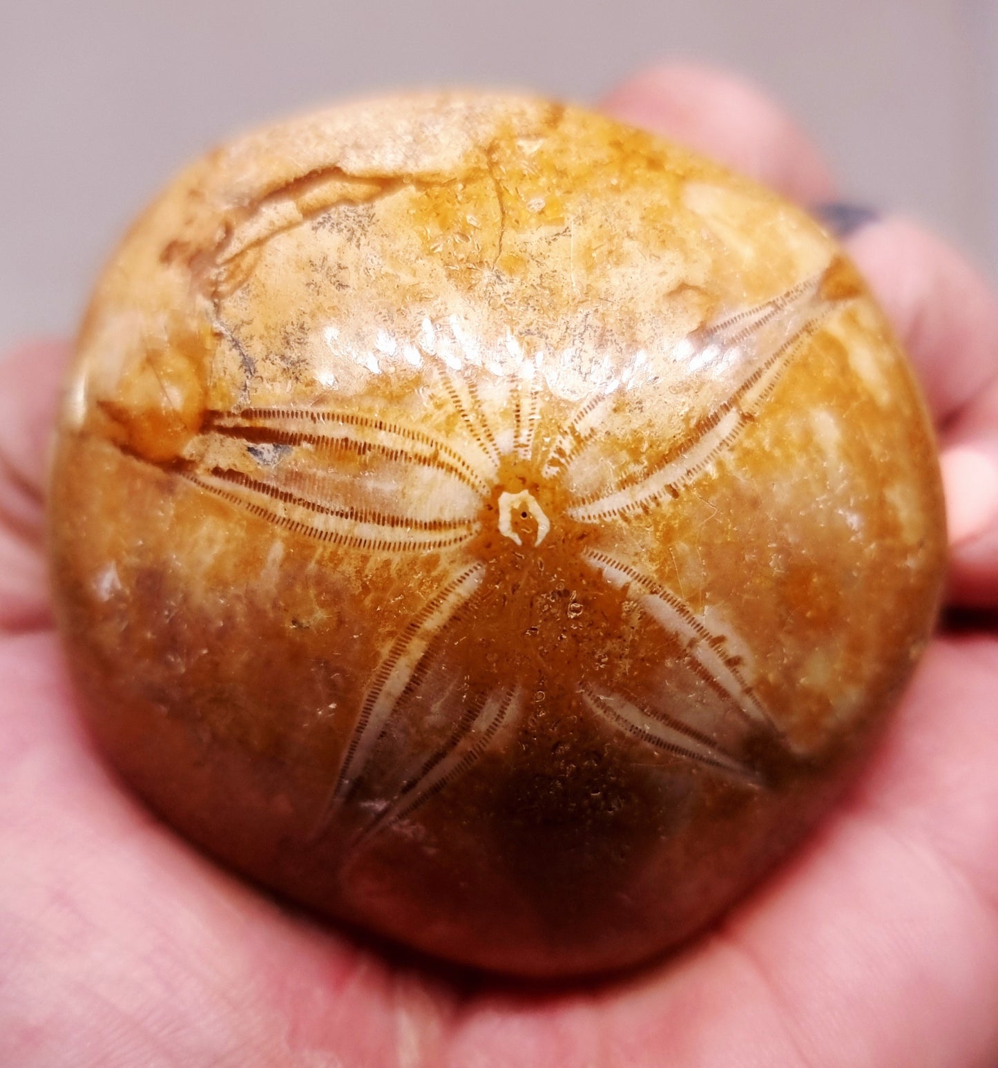 POLISHED ECHINOID FOSSIL SHELL (SAND DOLLAR) 93 g
