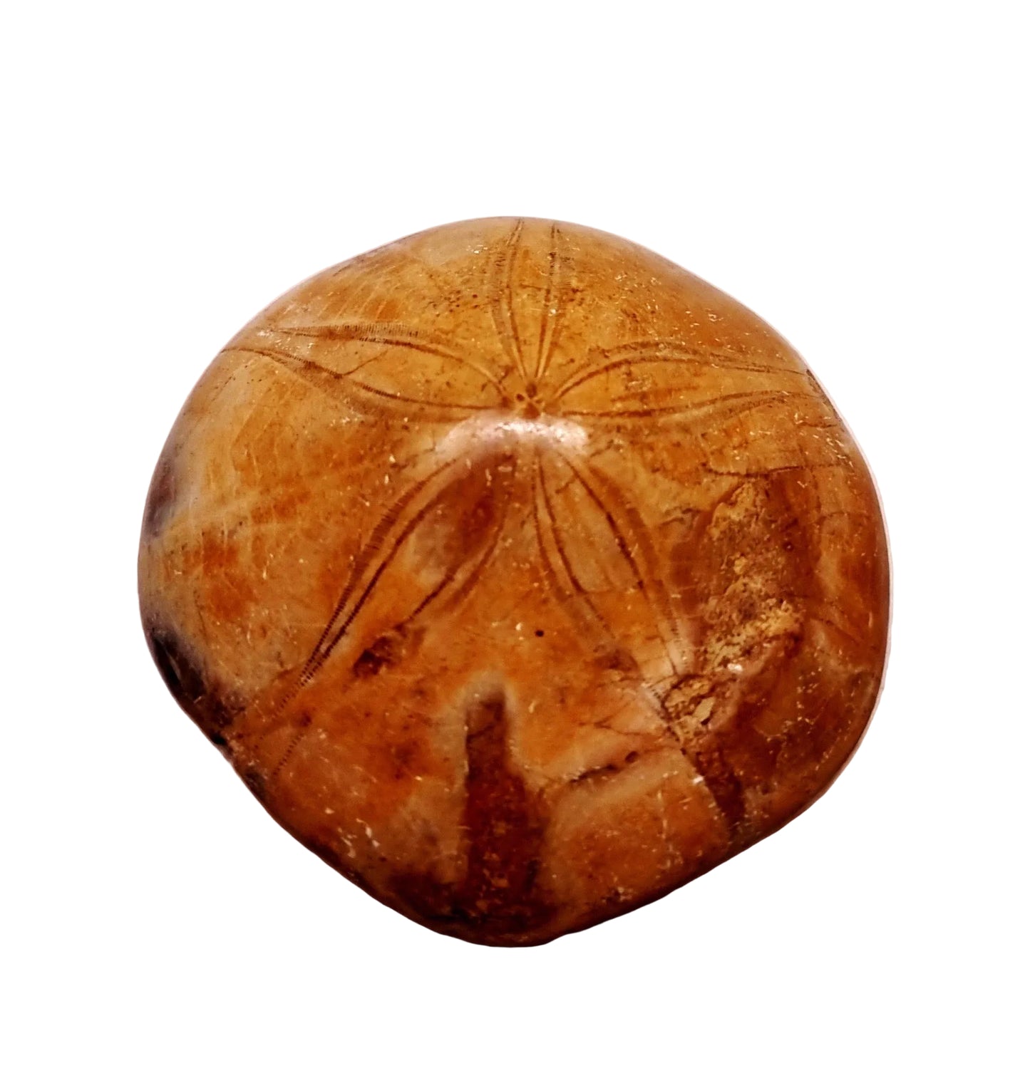 POLISHED ECHINOID FOSSIL SHELL (SAND DOLLAR) 94 g