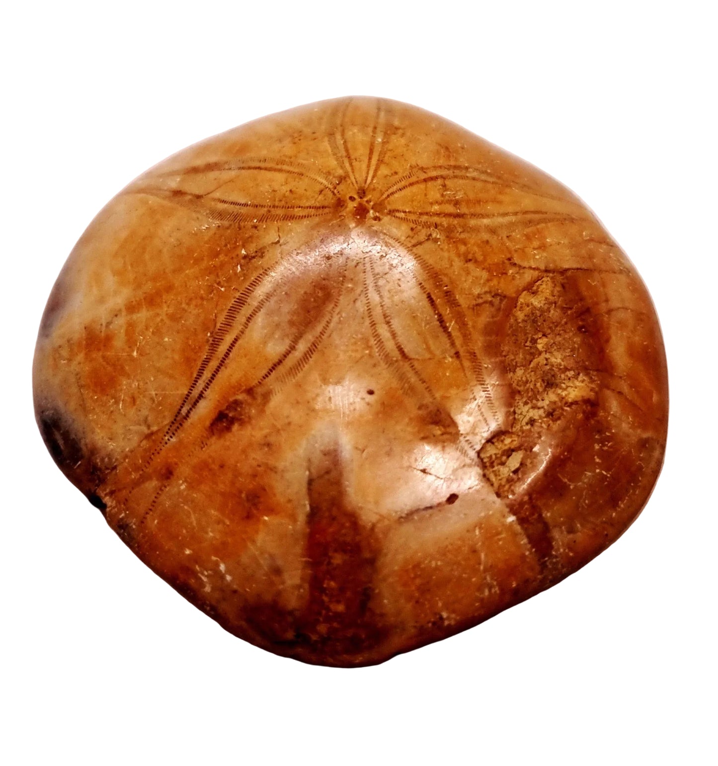 POLISHED ECHINOID FOSSIL SHELL (SAND DOLLAR) 94 g