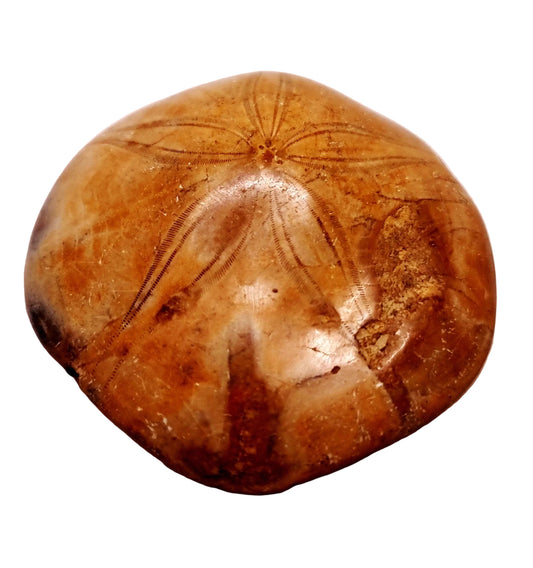 POLISHED ECHINOID FOSSIL SHELL (SAND DOLLAR) 94 g
