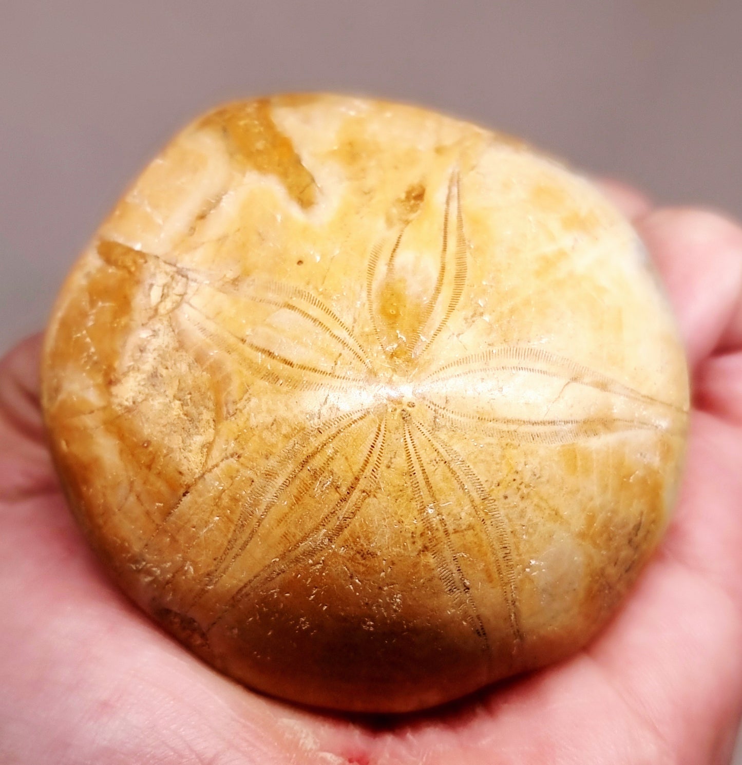 POLISHED ECHINOID FOSSIL SHELL (SAND DOLLAR) 94 g