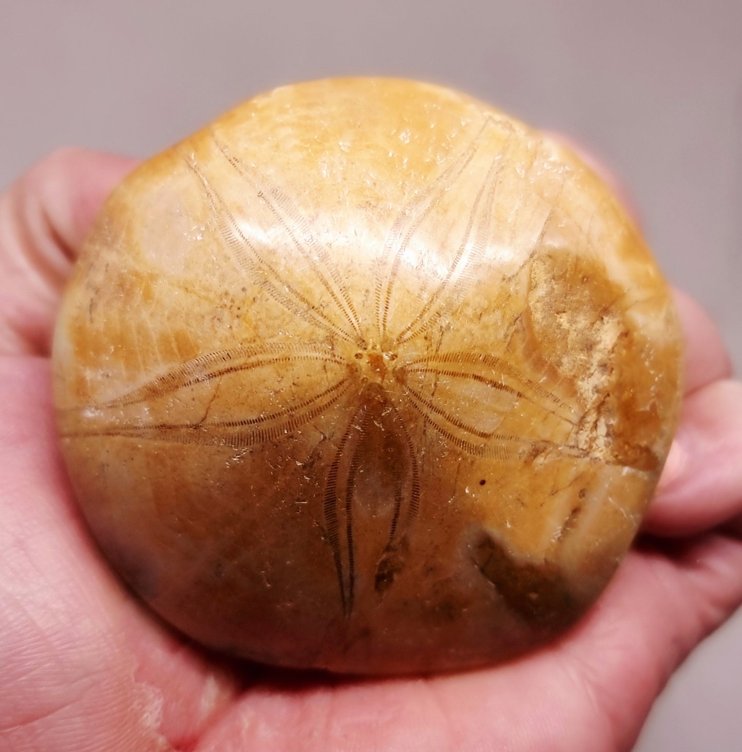 POLISHED ECHINOID FOSSIL SHELL (SAND DOLLAR) 94 g