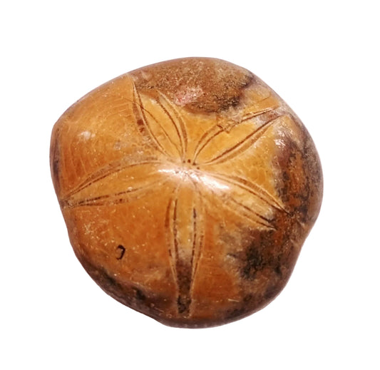 POLISHED ECHINOID FOSSIL SHELL (SAND DOLLAR) 88 g