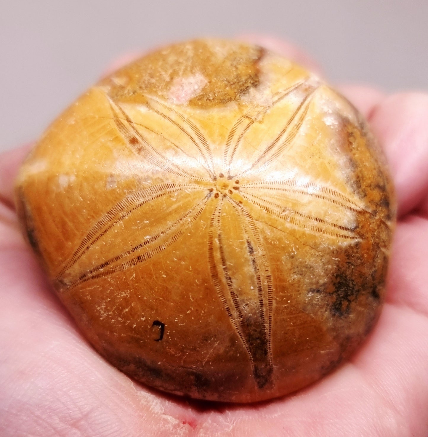 POLISHED ECHINOID FOSSIL SHELL (SAND DOLLAR) 88 g