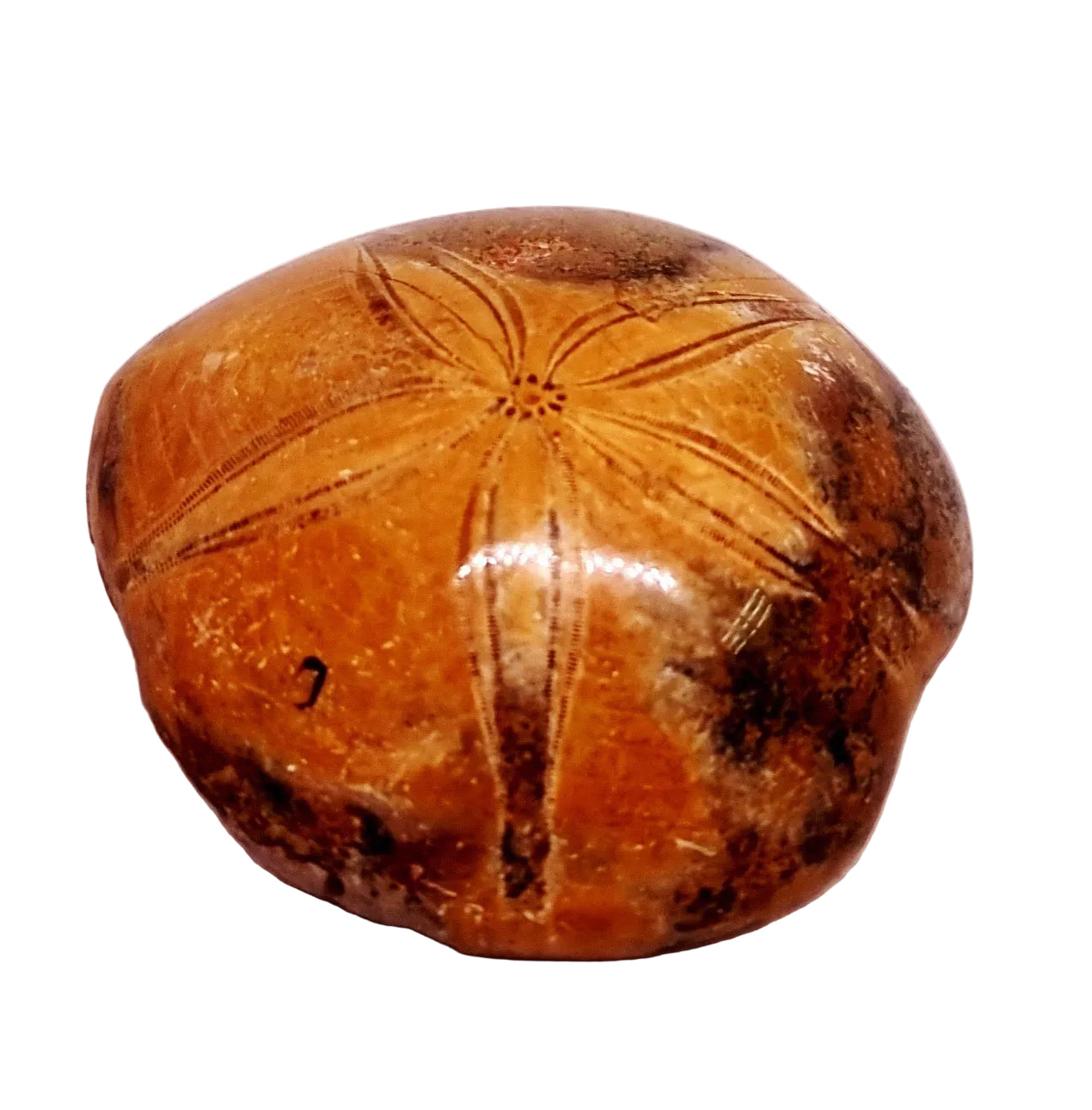 POLISHED ECHINOID FOSSIL SHELL (SAND DOLLAR) 88 g