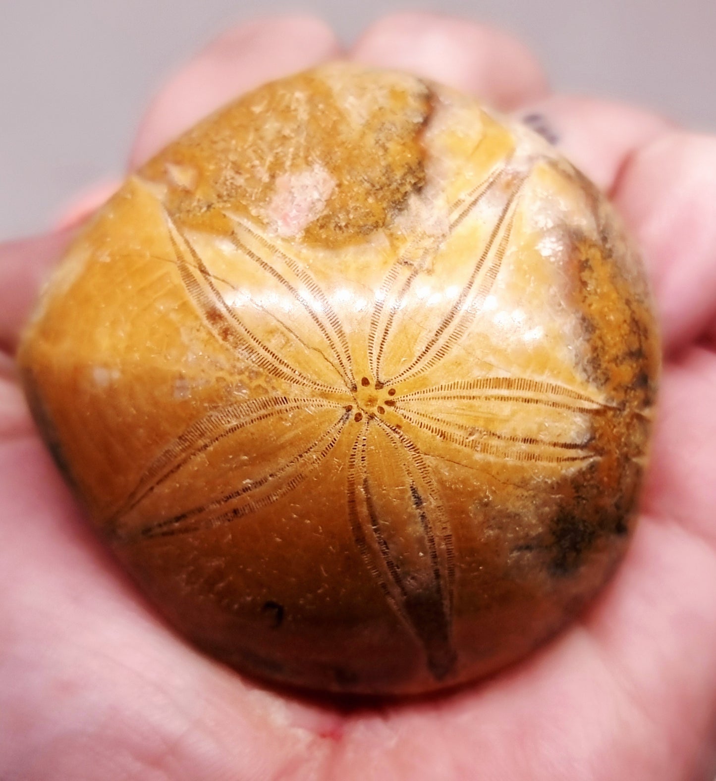 POLISHED ECHINOID FOSSIL SHELL (SAND DOLLAR) 88 g