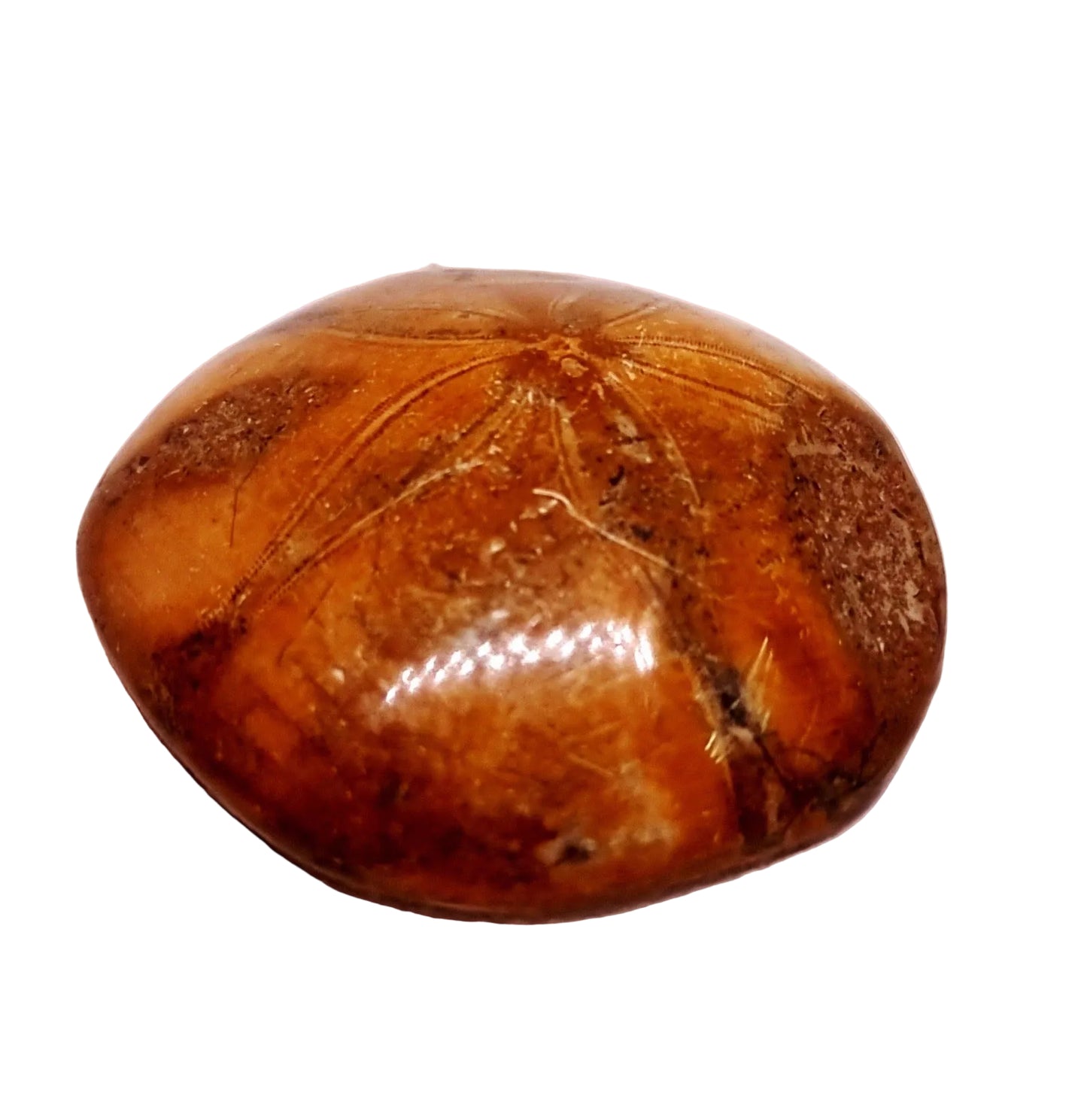 POLISHED ECHINOID FOSSIL SHELL (SAND DOLLAR) 74 g