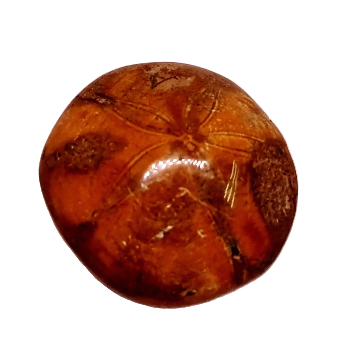 POLISHED ECHINOID FOSSIL SHELL (SAND DOLLAR) 74 g