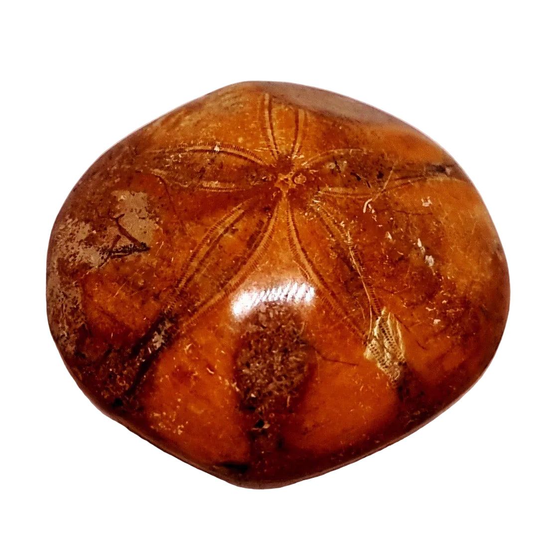 POLISHED ECHINOID FOSSIL SHELL (SAND DOLLAR) 74 g