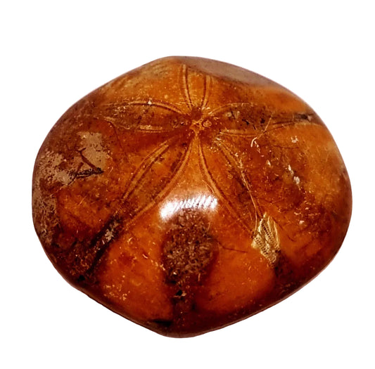 POLISHED ECHINOID FOSSIL SHELL (SAND DOLLAR) 74 g