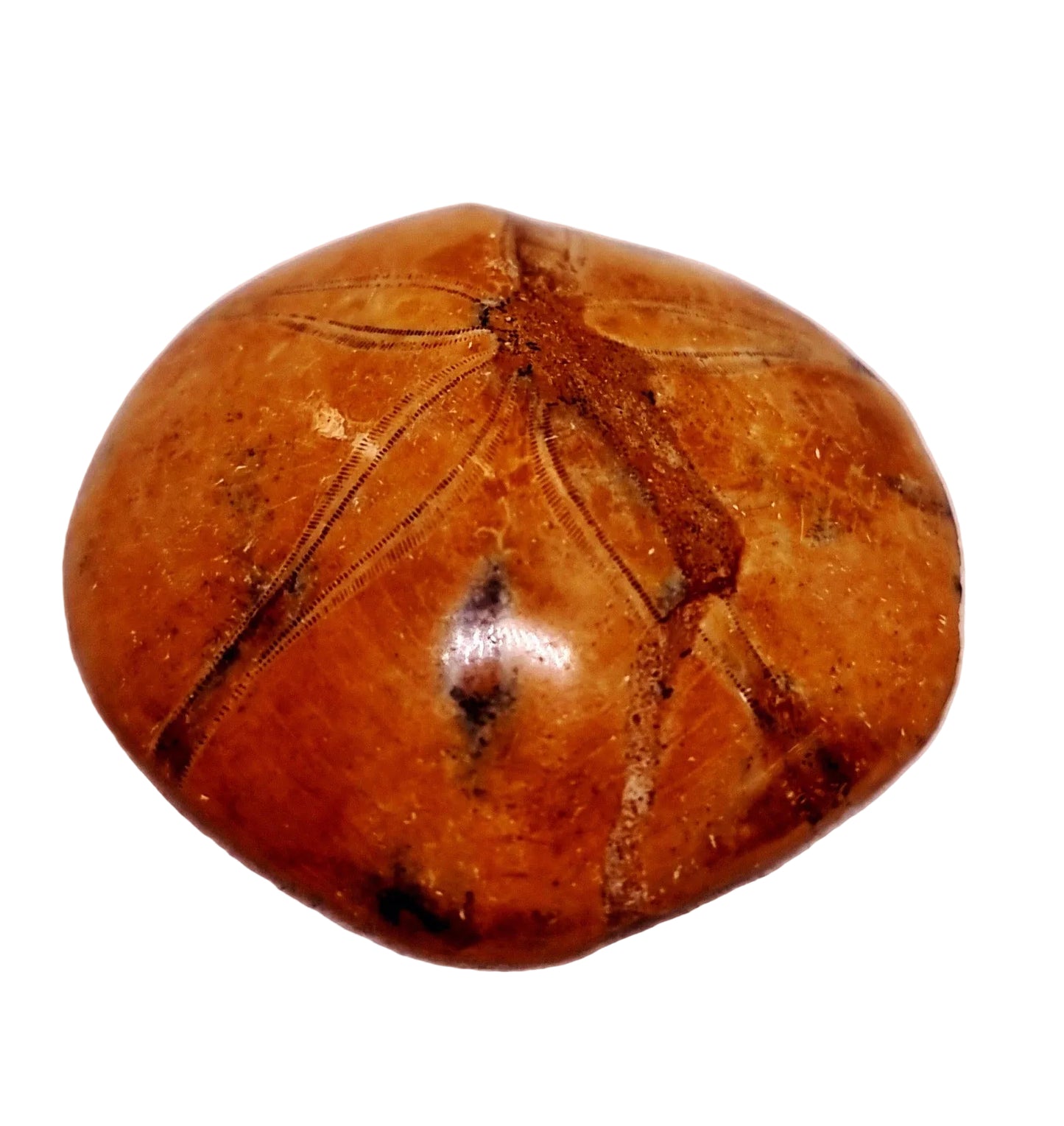 POLISHED ECHINOID FOSSIL SHELL (SAND DOLLAR) 41 g