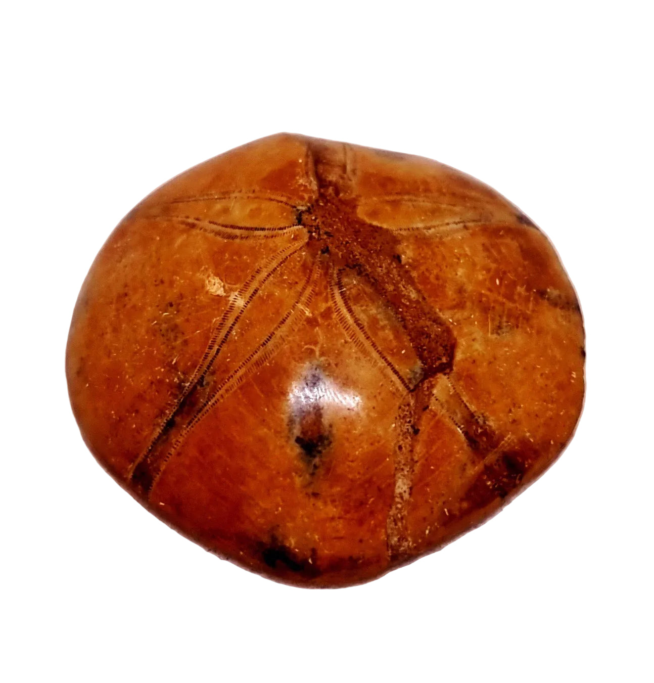 POLISHED ECHINOID FOSSIL SHELL (SAND DOLLAR) 41 g