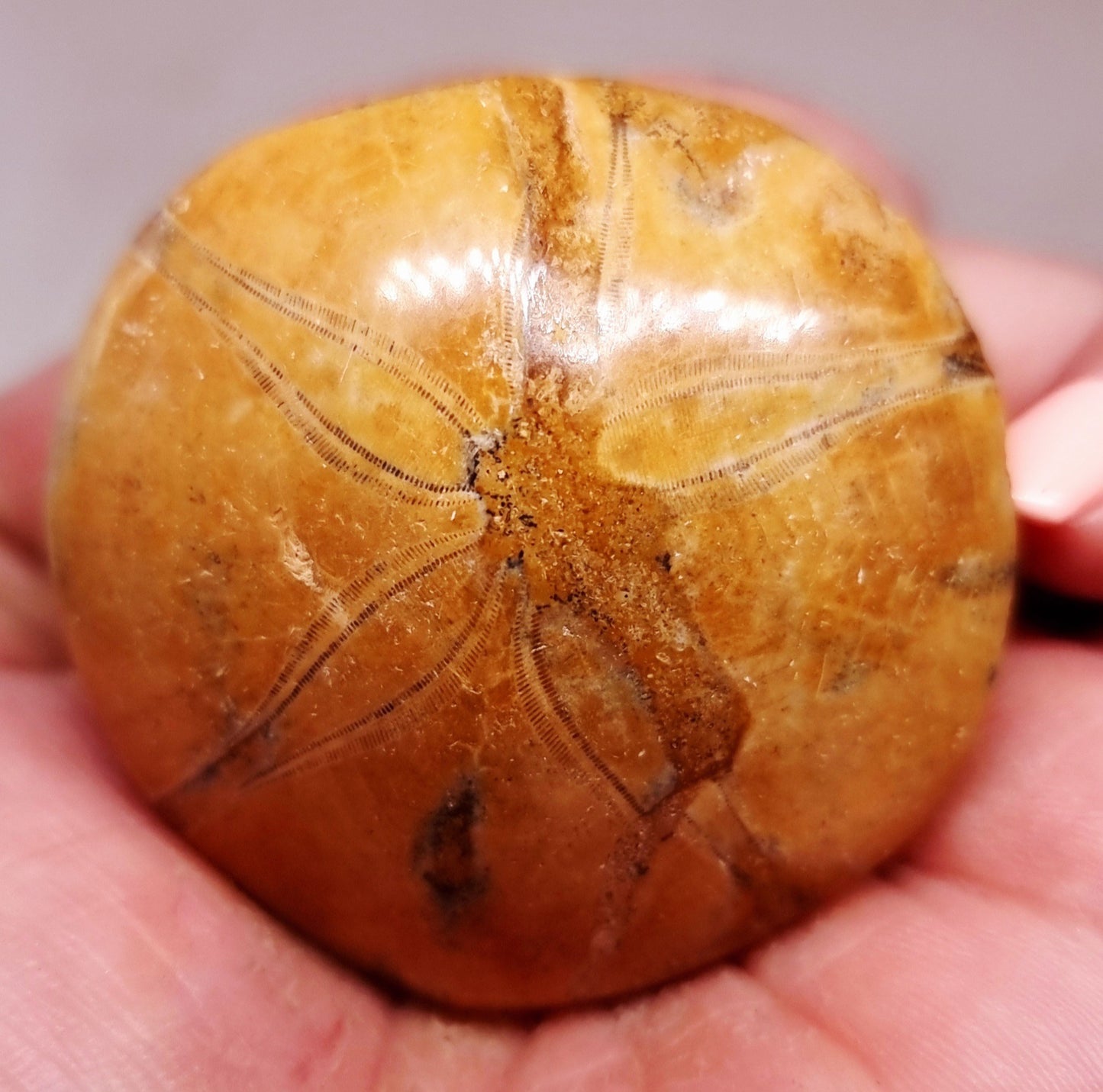 POLISHED ECHINOID FOSSIL SHELL (SAND DOLLAR) 41 g