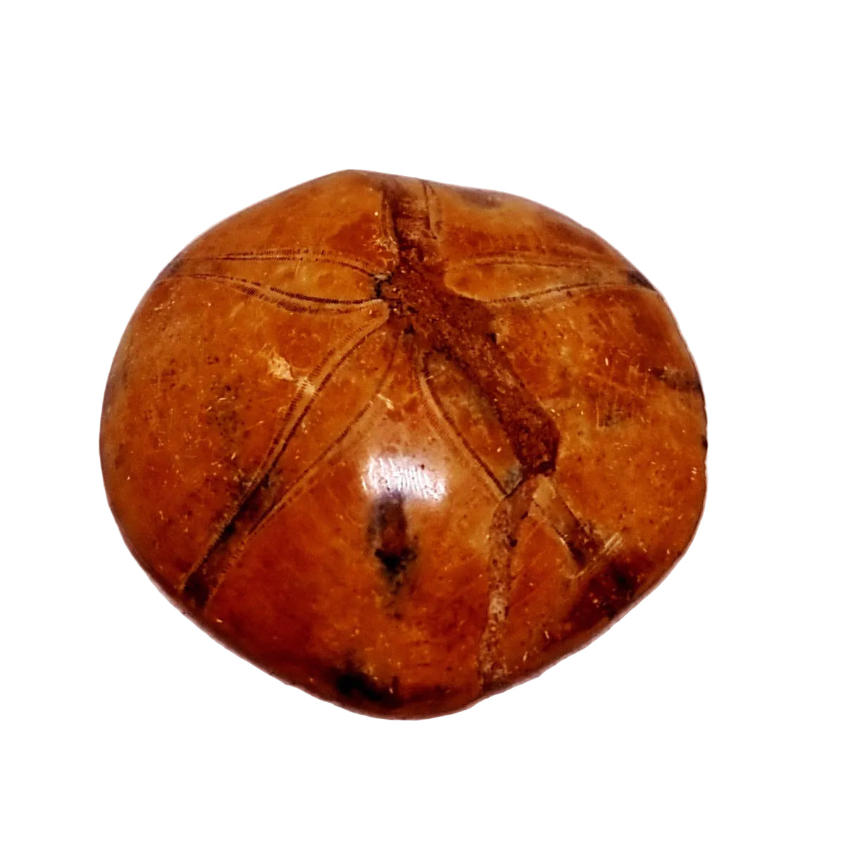 POLISHED ECHINOID FOSSIL SHELL (SAND DOLLAR) 41 g