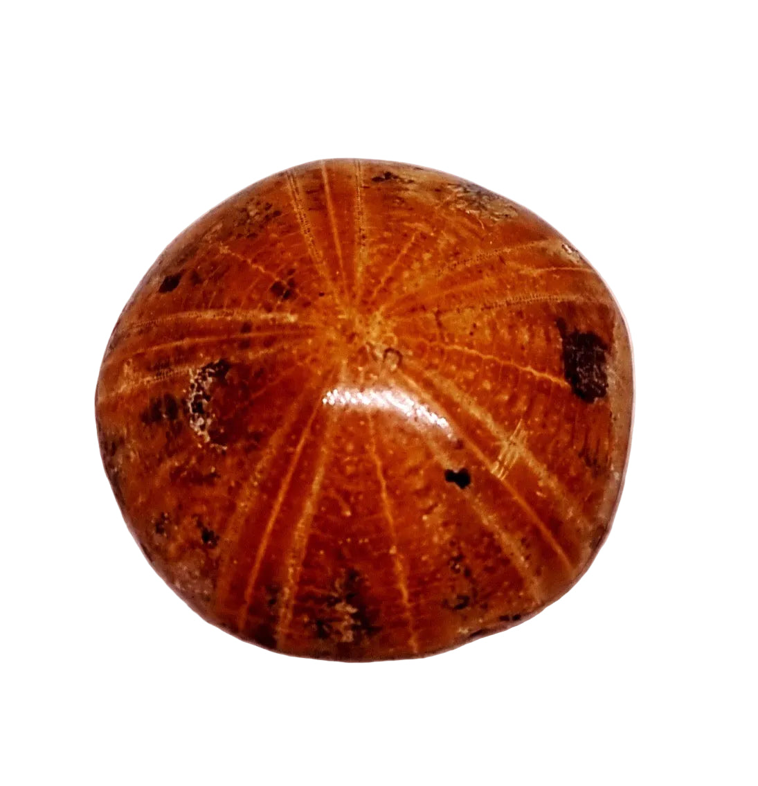POLISHED ECHINOID FOSSIL SHELL (SAND DOLLAR) 52 g