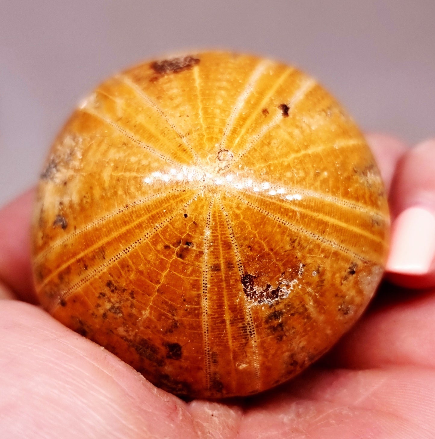 POLISHED ECHINOID FOSSIL SHELL (SAND DOLLAR) 52 g