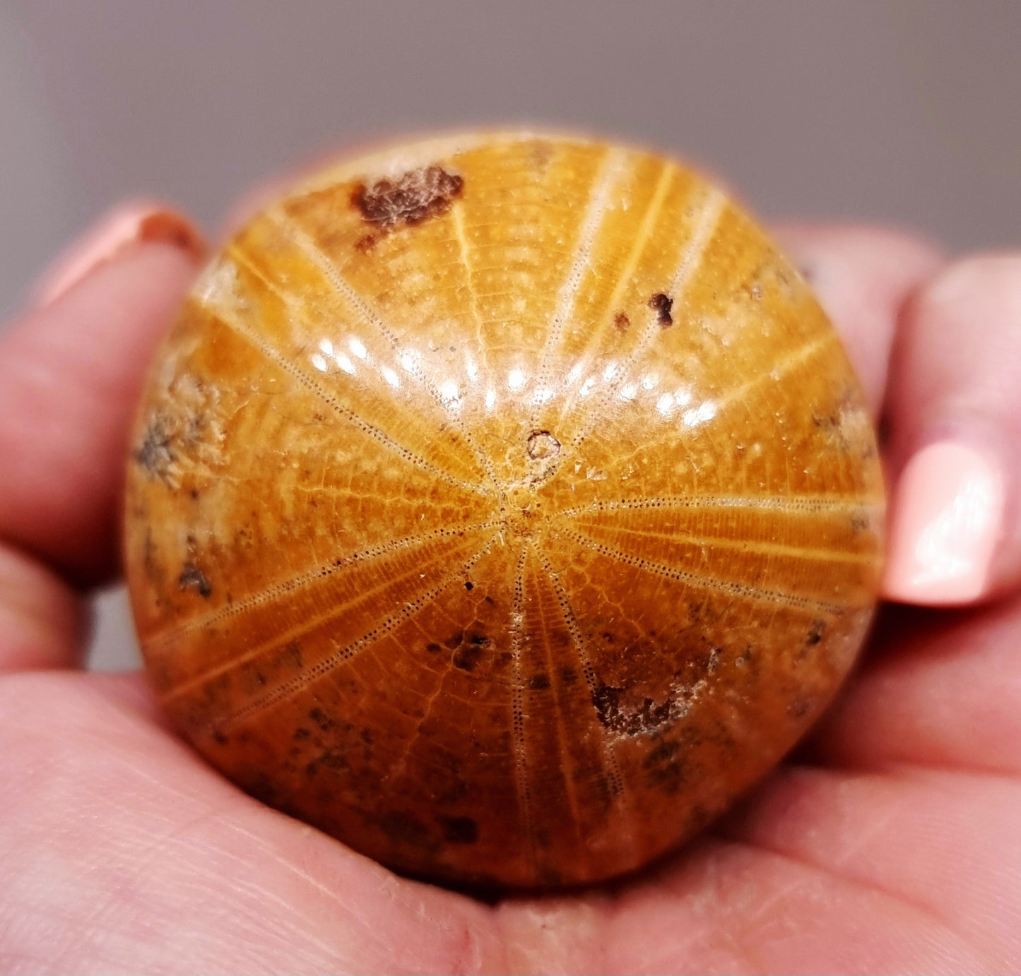 POLISHED ECHINOID FOSSIL SHELL (SAND DOLLAR) 52 g