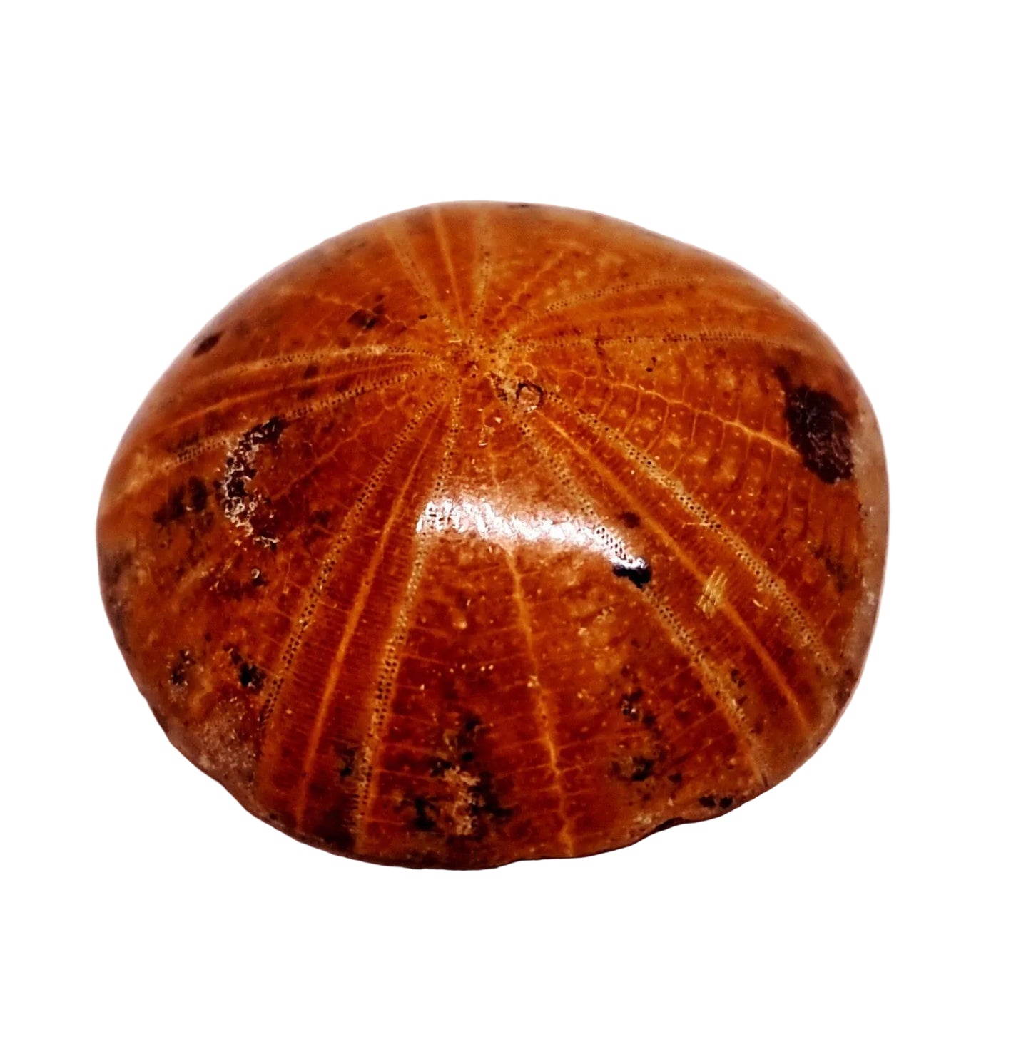 POLISHED ECHINOID FOSSIL SHELL (SAND DOLLAR) 52 g