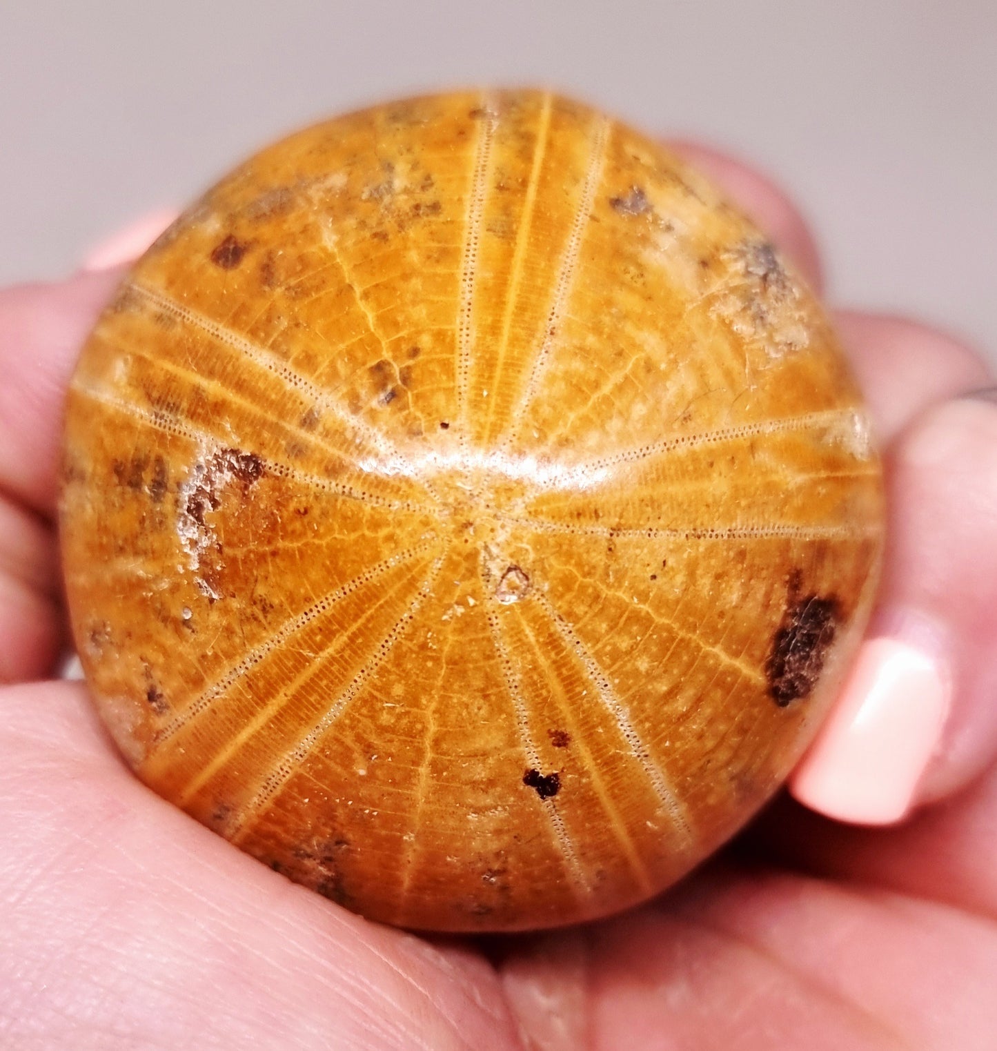 POLISHED ECHINOID FOSSIL SHELL (SAND DOLLAR) 52 g
