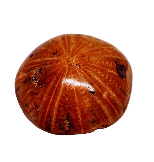 POLISHED ECHINOID FOSSIL SHELL (SAND DOLLAR) 52 g
