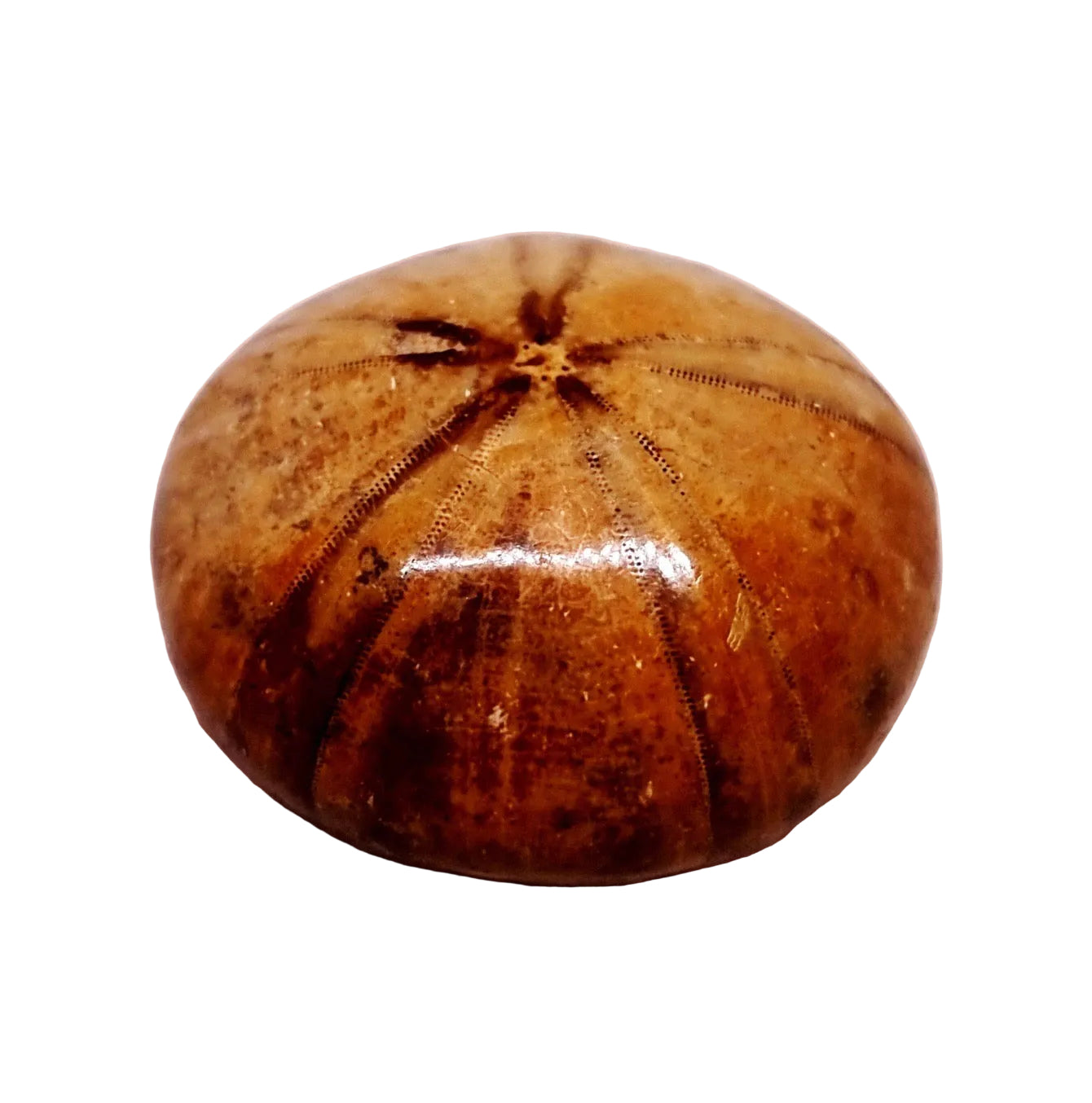 POLISHED ECHINOID FOSSIL SHELL (SAND DOLLAR) 28 g