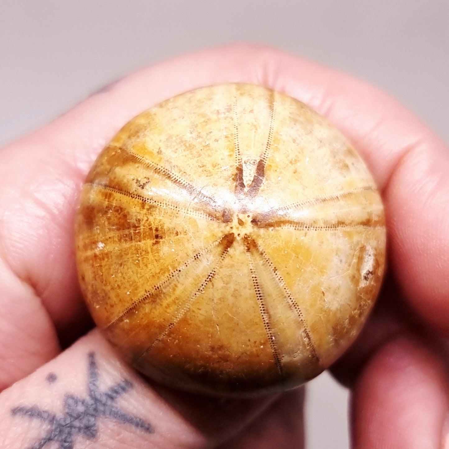 POLISHED ECHINOID FOSSIL SHELL (SAND DOLLAR) 28 g