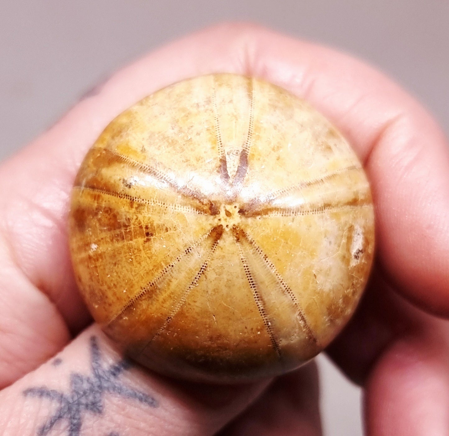 POLISHED ECHINOID FOSSIL SHELL (SAND DOLLAR) 28 g
