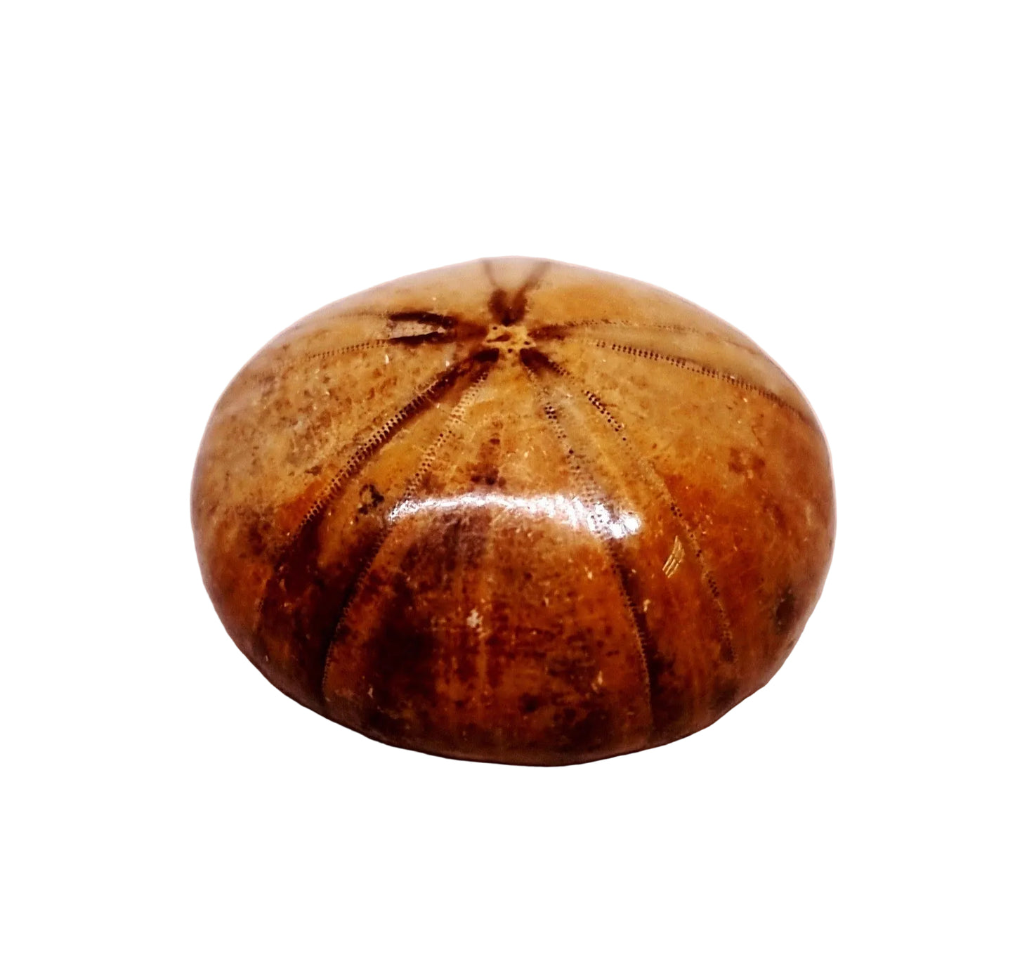 POLISHED ECHINOID FOSSIL SHELL (SAND DOLLAR) 28 g