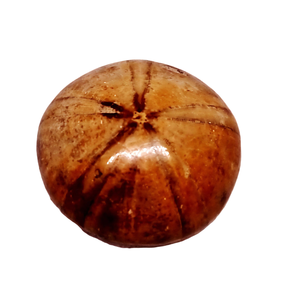 Polished Echinoid Fossil Shell (Sand Dollar) 28 G - Wildlings Crystals South Africa