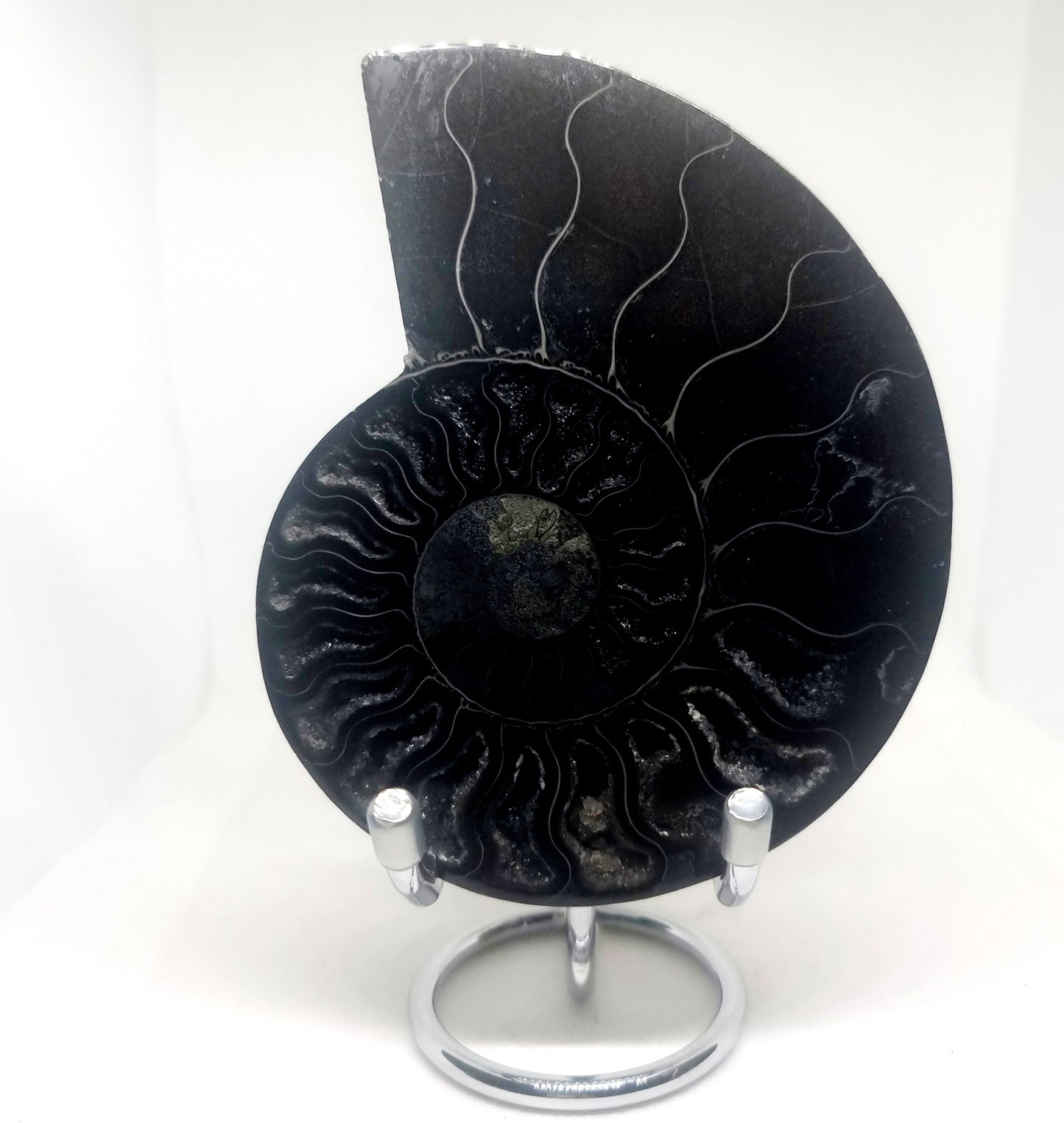 RARE POLISHED BLACK CLEONICERAS AMMONITE FOSSIL HALVE 221 g