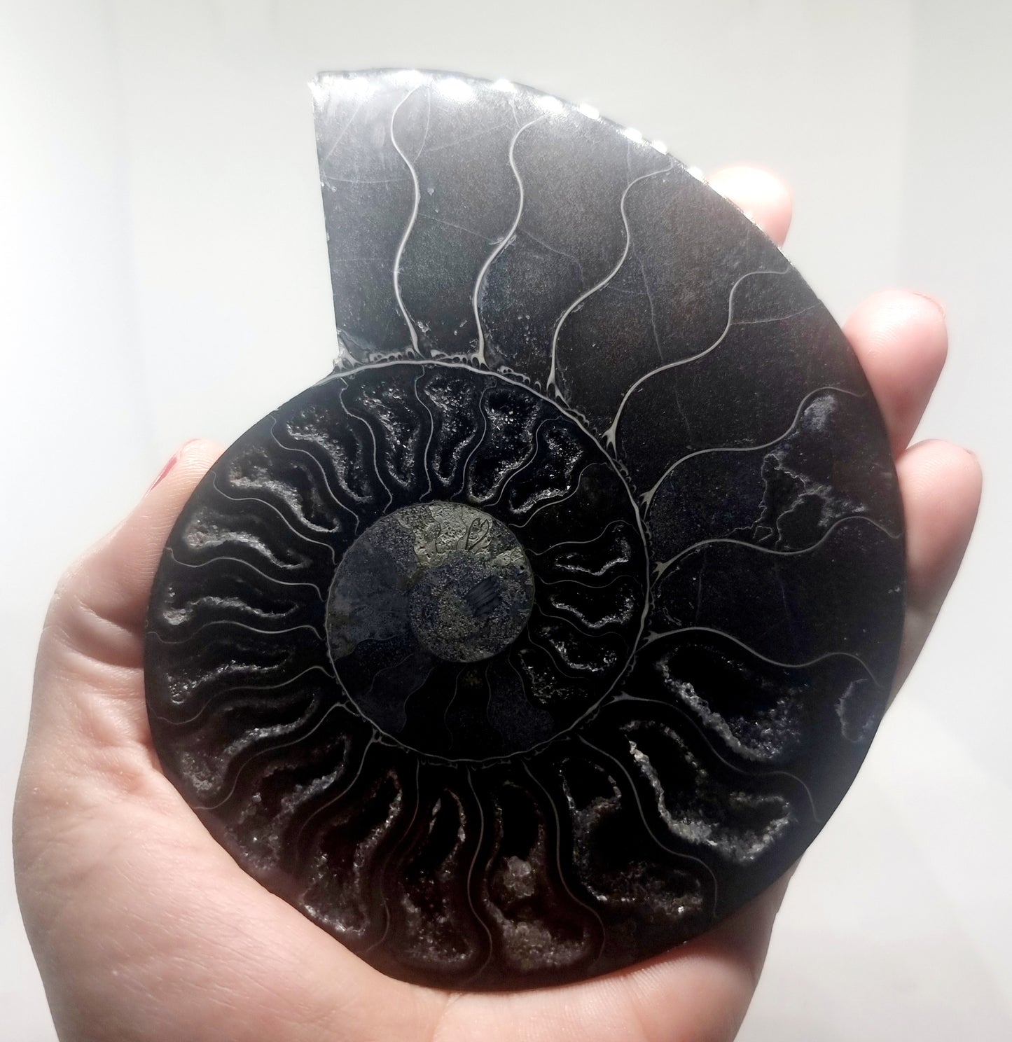 RARE POLISHED BLACK CLEONICERAS AMMONITE FOSSIL HALVE 221 g