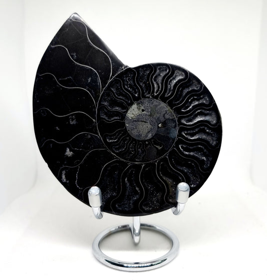 RARE POLISHED BLACK CLEONICERAS AMMONITE FOSSIL HALVE 221 g (B)