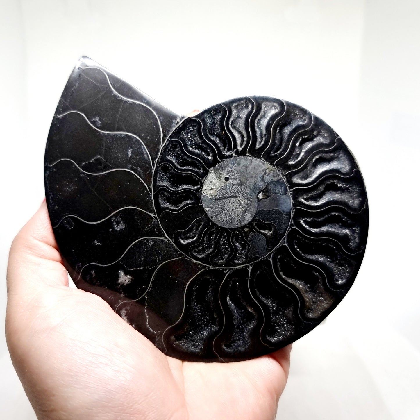 RARE POLISHED BLACK CLEONICERAS AMMONITE FOSSIL HALVE 221 g (B)