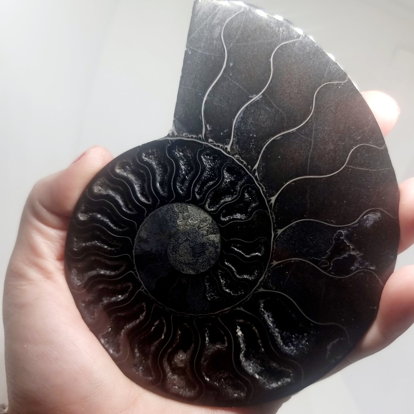 RARE POLISHED BLACK CLEONICERAS AMMONITE FOSSIL HALVE 221 g