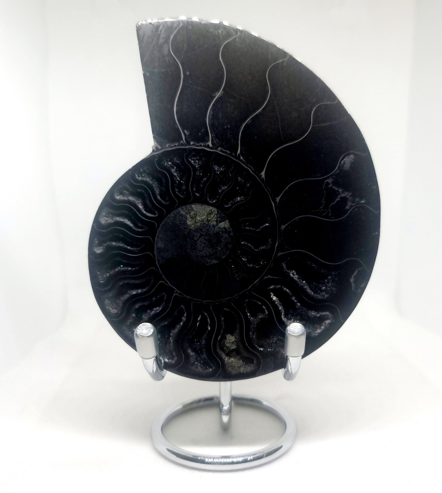 RARE POLISHED BLACK CLEONICERAS AMMONITE FOSSIL HALVE 221 g