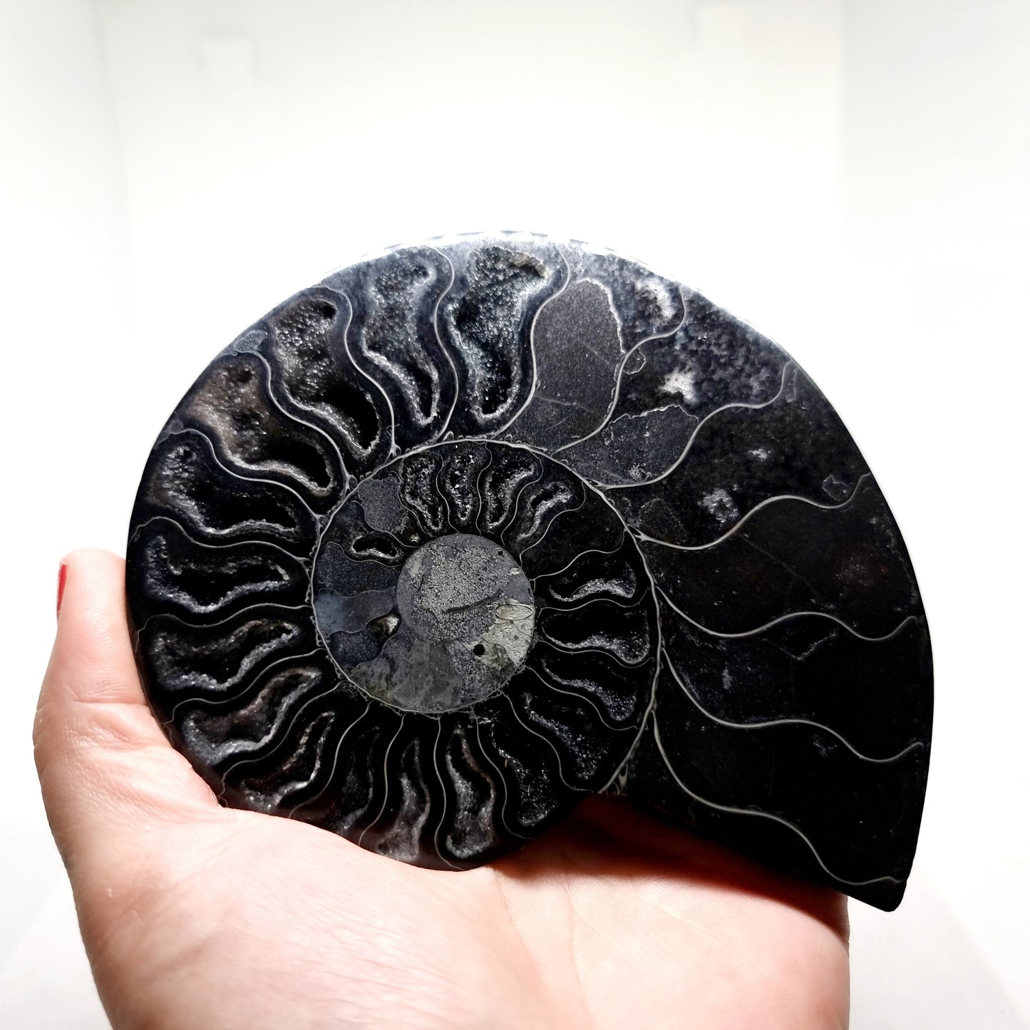 RARE POLISHED BLACK CLEONICERAS AMMONITE FOSSIL HALVE 221 g (B)